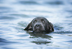 swimming Labrador Retriever
