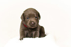 Labrador Retriever Puppy