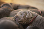 lying Labrador Retriever Puppies