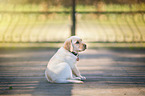 Labrador Retriever Puppy
