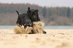 Labrador Retriever and Giant Schauzer