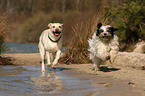 2 dogs