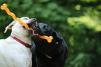 2 Labrador Retriever
