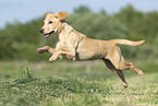 young Labrador Retriever
