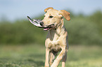 young Labrador Retriever