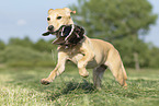 young Labrador Retriever