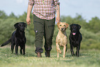 3 Labrador Retriever