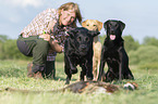 Labrador Retriever at hunt
