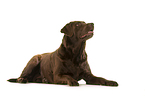 lying Labrador Retriever