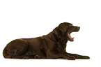 lying Labrador Retriever