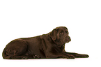 lying Labrador Retriever
