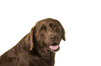 Labrador Retriever Portrait