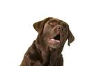 Labrador Retriever Portrait