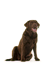 sitting Labrador Retriever
