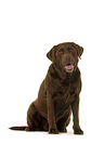 sitting Labrador Retriever