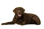 lying Labrador Retriever