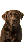 Labrador Retriever Portrait