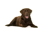 lying Labrador Retriever