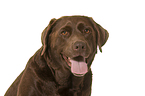 Labrador Retriever Portrait