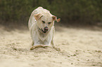 braking Labrador Retriever