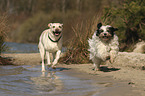 2 dogs