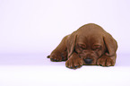 sleeping Labrador Retriever Puppy