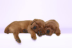 2 Labrador Retriever Puppies