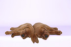 2 Labrador Retriever Puppies