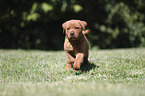 walking Labrador Retriever Puppy