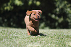 running Labrador Retriever Puppy