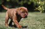 walking Labrador Retriever Puppy