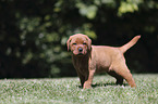 Labrador Retriever Puppy