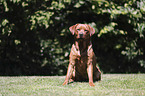 sitting Labrador Retriever