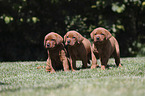 3 Labrador Retriever Puppies