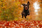 jumping Labrador Retriever