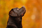 Labrador Retriever Portrait