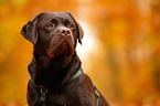 Labrador Retriever Portrait