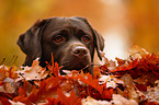 Labrador Retriever Portrait