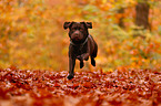 running Labrador Retriever