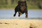 running Labrador Retriever