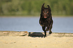 running Labrador Retriever