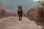 running Labrador Retriever
