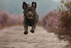 running Labrador Retriever