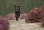 running Labrador Retriever