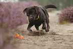 running Labrador Retriever