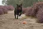running Labrador Retriever