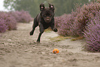 running Labrador Retriever