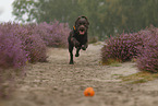 running Labrador Retriever