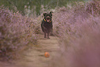 running Labrador Retriever