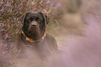 lying Labrador Retriever